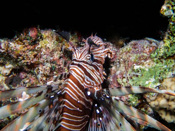 istock Common Lionfish (Pterois volitans) in the Red Sea 1169234390