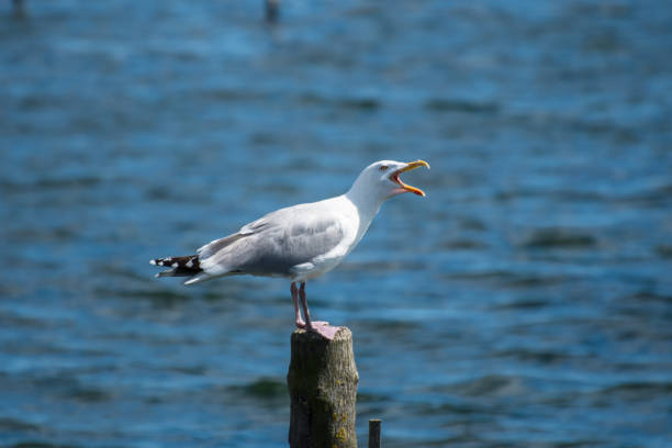 istock A seagull siting on a piece of wood 1169235543