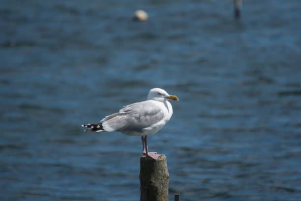 istock A seagull siting on a piece of wood 1169235548