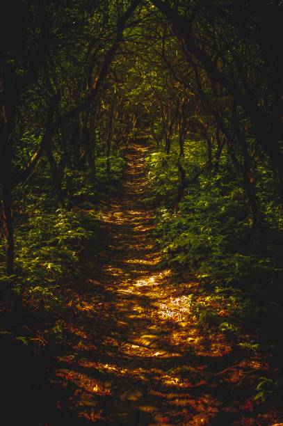 istock Appalachian Trail on Wildcat Mountain 1169238499
