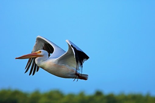 An American white pelican in flight at Ding Darling Wildlife Refuge on Sanibel Island, Florida.