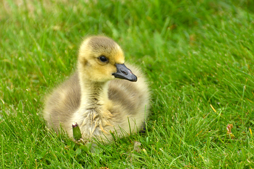 Canada Goose Gosling Lying on the Grass