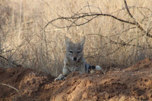 istock A Jackal in South Africa 1169244608
