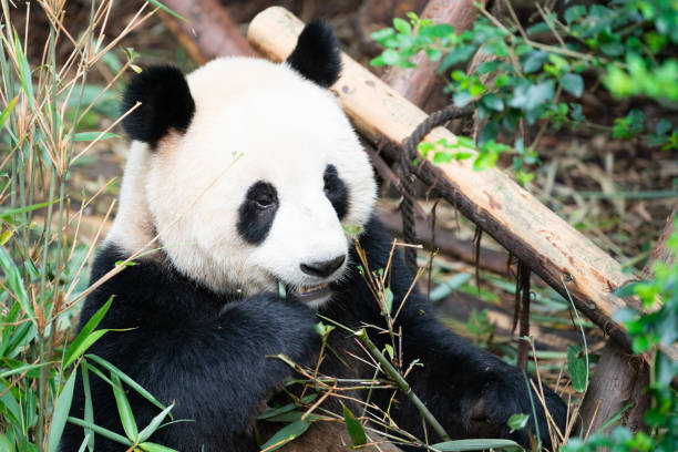 청두 쓰촨 중국에서 대나무 잎을 먹는 자이언트 팬더의 포르타이트 - panda giant panda china eating 뉴스 사진 이미지