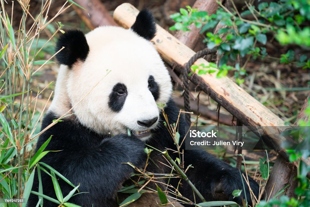 Portait of a Giant Panda eating bamboo leaves in Chengdu Sichuan China Panda - Animal Stock Photo