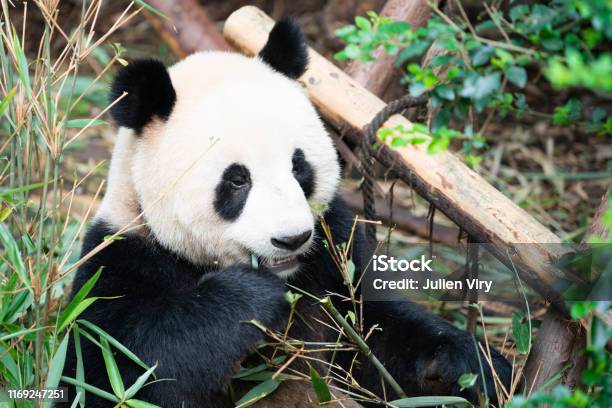 Portait Of A Giant Panda Eating Bamboo Leaves In Chengdu Sichuan China Stock Photo - Download Image Now