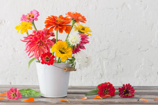 istock zinnia flowers in bucket on white background 1169247364