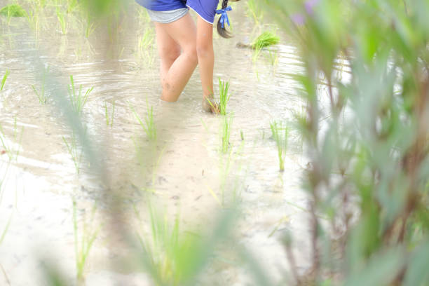 Rice fields in the rainy season.A Japanese rice field with rice starting to sprout and ripples of rain spreading across it.