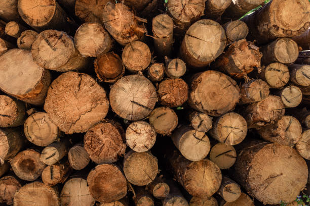 istock cut wood , deforestation, stacked logs, close-up background 1169247596