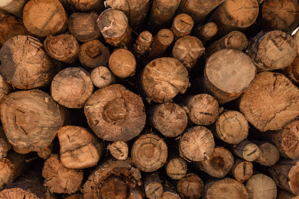 cut wood , deforestation, stacked logs, close-up background