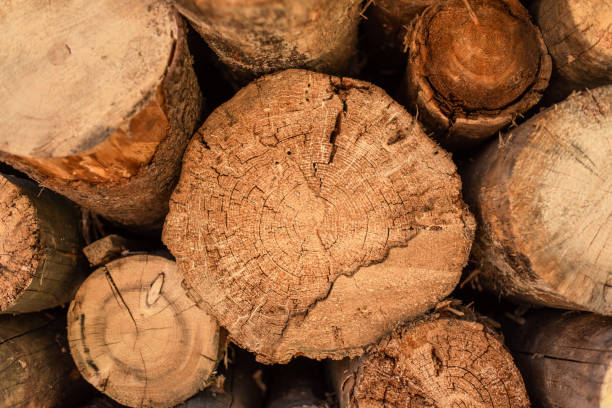 istock cut wood , deforestation, stacked logs, close-up 1169247609