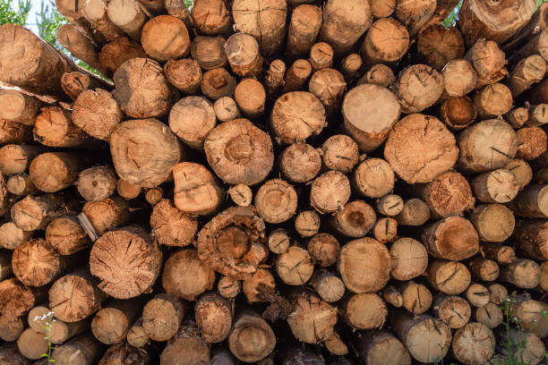 istock cut wood , deforestation, stacked logs, close-up 1169247614