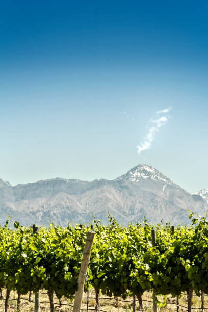 vineyard with mountains background - vineyard in a row crop california imagens e fotografias de stock