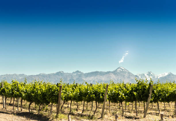 vigneto con sfondo montagne - vineyard in a row crop california foto e immagini stock