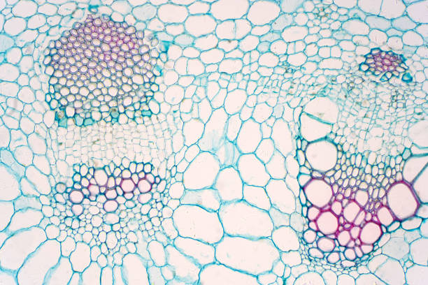 istock Cross sections of plants stem show plant vascular tissue under microscope view for education. 1169249991