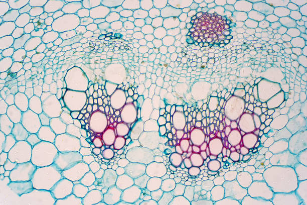 istock Cross sections of plants stem show plant vascular tissue under microscope view for education. 1169250388