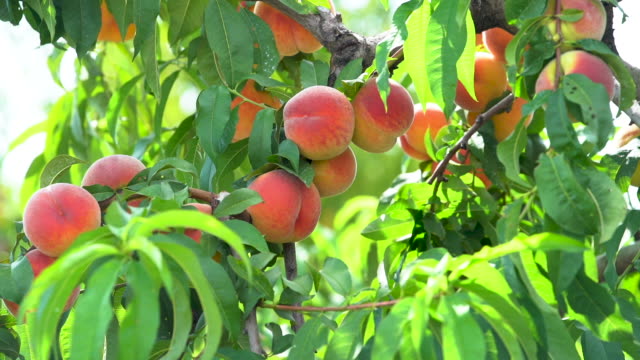 Picking ripe peaches from a peach tree.