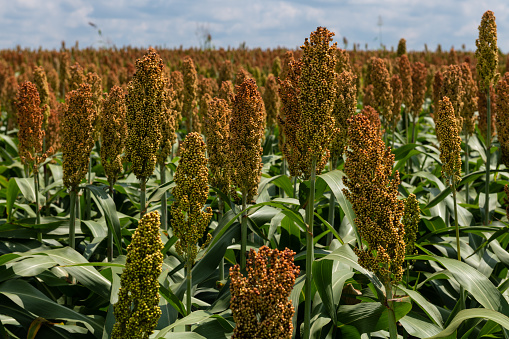 dawn shot of millet crop standing in the feild with the grain stalk standing high with leaves all around and a beautiful blurred background