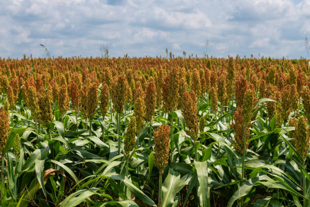 istock Millet or Sorghum Cereal Field 1169254599