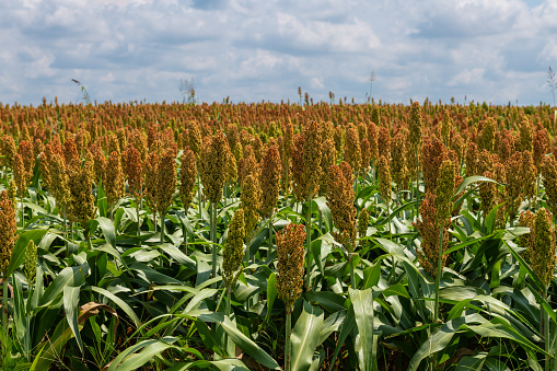 Millet or Sorghum cereal crop in a field. It is widely cultivated in warm regions and is a major source of grain and of feed for livestock.