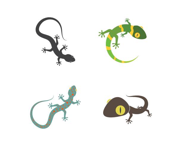 ilustraciones, imágenes clip art, dibujos animados e iconos de stock de ilustración del icono vectorial del logotipo de gecko - salamandra