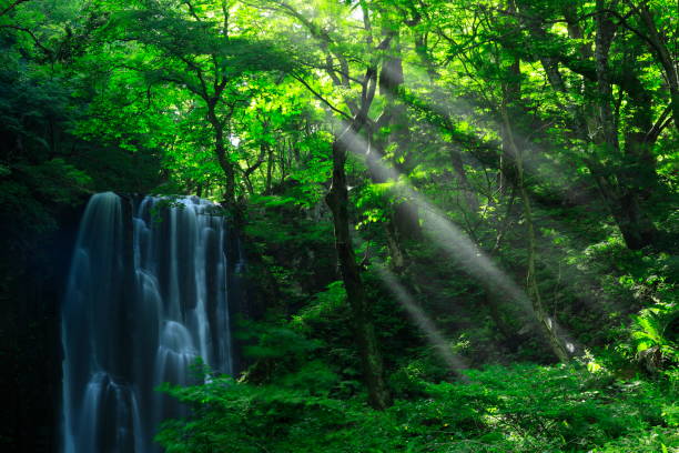 istock Akita Prefecture Summer Falls 1169255639