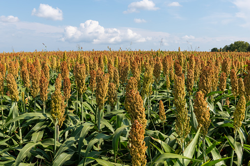 A Close Up Of Green Wheat Growing In A Field - Swaffham Prior, Cambridgeshire, England, UK (27 May 2017) stock photo