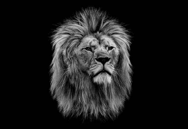 tête noire et blanche d'un lion - lion africa safari south africa photos et images de collection