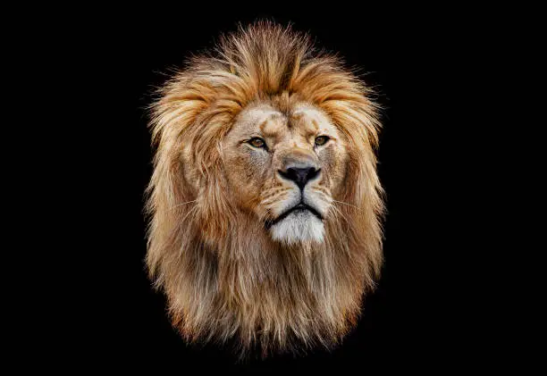 Coloured lion head on a black background