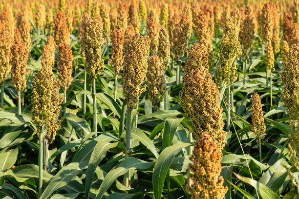 istock Millet or Sorghum Cereal Field 1169256038