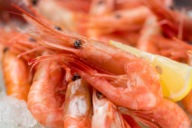 istock boiled shrimp on ice on dark concrete rustic table 1169256082