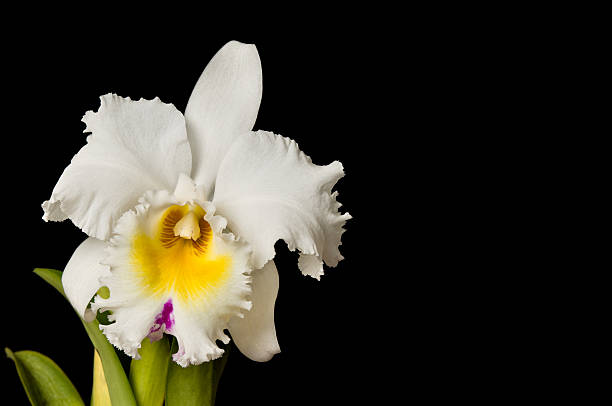 Macro image of a ruffled cattleya orchid