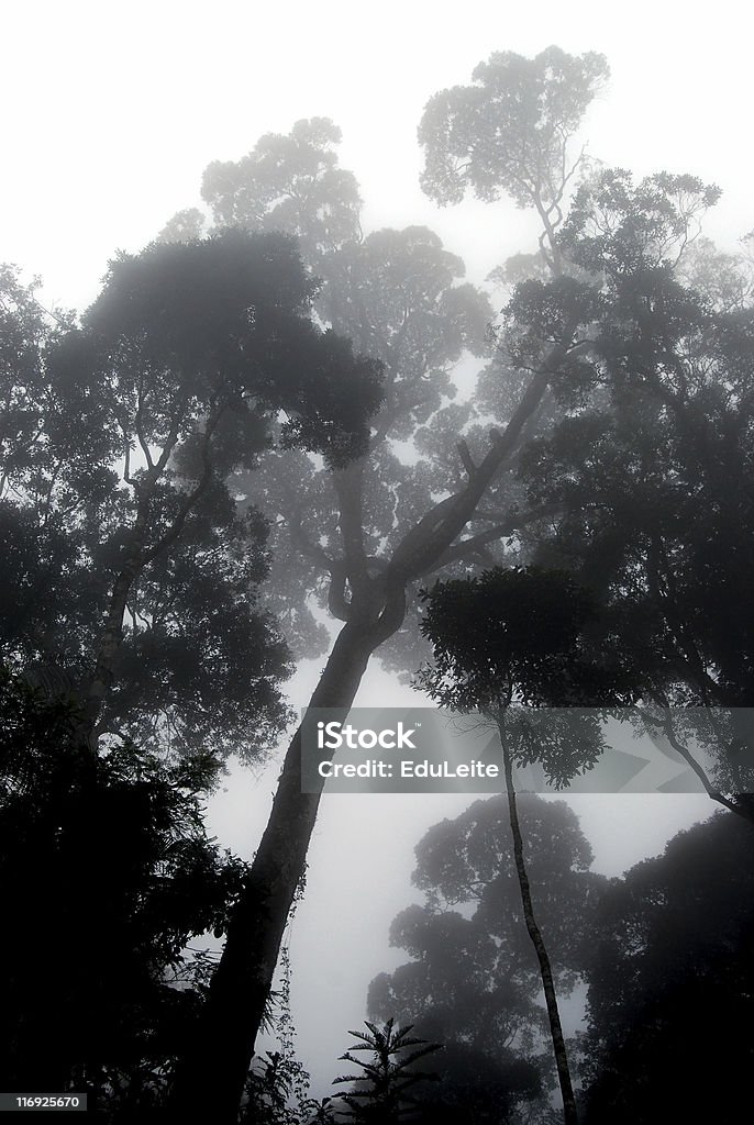 Fog Jungle  Atmospheric Mood Stock Photo