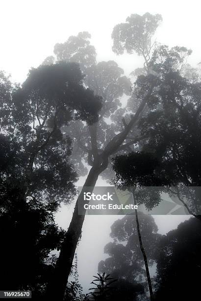 Fog Jungle Stock Photo - Download Image Now - Atmospheric Mood, Awe, Backgrounds