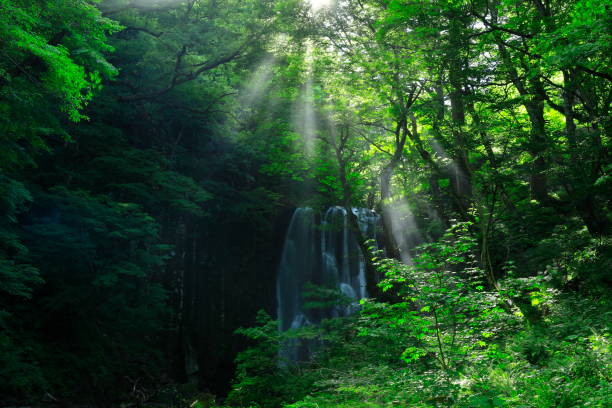 istock Akita Prefecture Summer Falls 1169256846