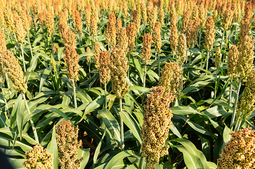 Millet or Sorghum cereal crop in a field. It is widely cultivated in warm regions and is a major source of grain and of feed for livestock.