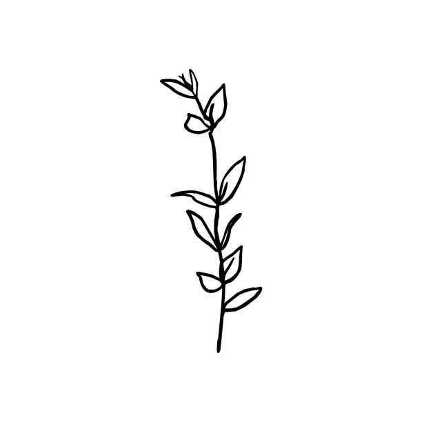 One Line Branch Of The Plant. Continuous line Botanical leaves In a Modern Minimalist Style. Vector Illustration. One Line Branch Of The Plant. Continuous line Botanical leaves In a Modern Minimalist Style. Vector Illustration. For printing on t-shirt, Web Design, beauty Salons, Posters, creating a logo and other drawing of a green lisianthus stock illustrations