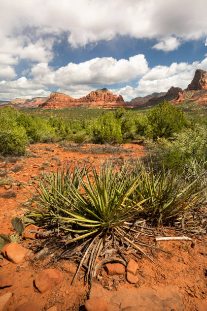 セドナアリゾナ州のレッドロックハイキングコースアメリカ - usa dirt road rock sandstone ストックフォトと画像