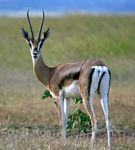 istock Thomson's Gazelle 116925796
