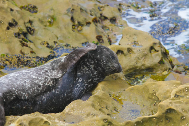 istock Seal scratching its head by La Jolla Cove 1169259551