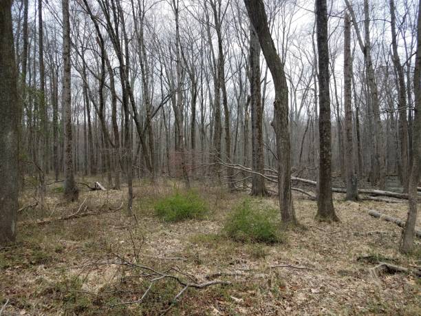 istock trees and branches and leaves in forest or woods 1169259654