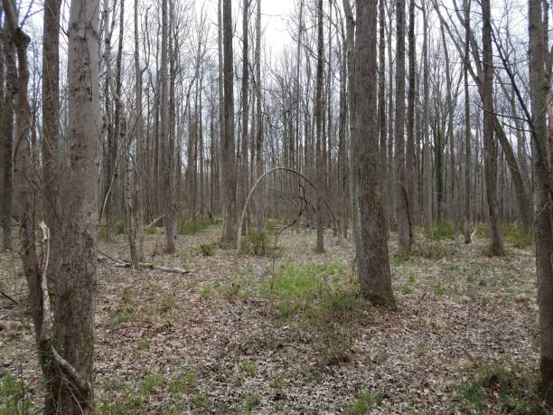 istock trees and branches and leaves in forest or woods 1169259656