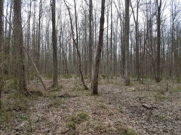 istock trees and branches and leaves in forest or woods 1169259677