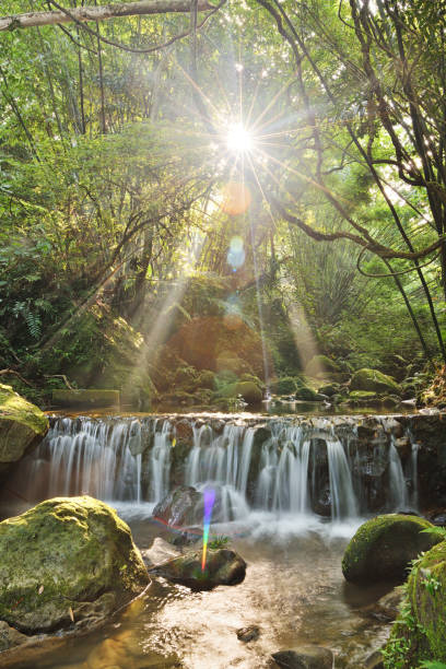 istock River in forest at sunrise. 1169260393