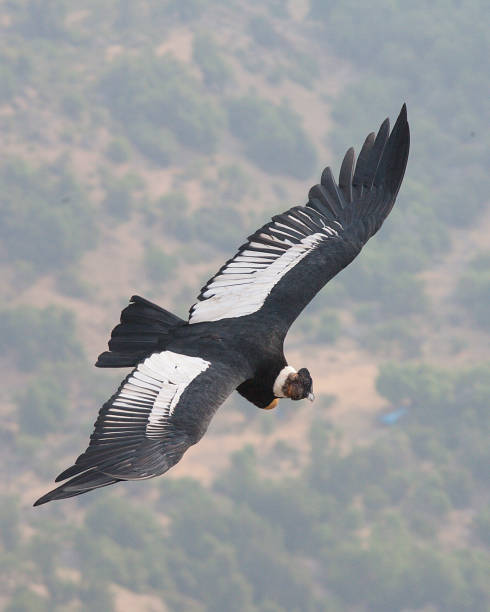 istock An Andean Condor flies over central Chile 1169262532