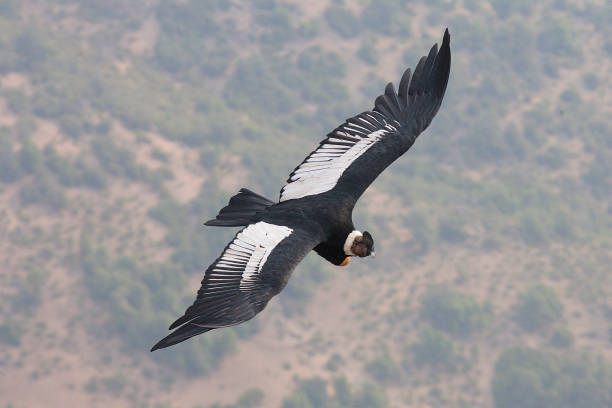An Andean Condor flies over central Chile