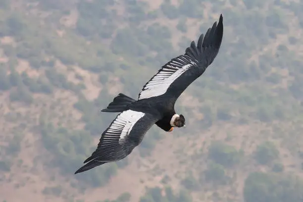 An adult Andean Condor (Vultur gryphus) flies over a distant, semi-desert valley in the Andes of central Chile