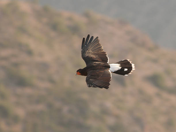 istock Mountain Caracara in flight 1169262580