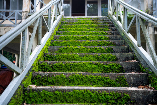 階段は緑の苔で覆われている - rock staircases ストックフォトと画像