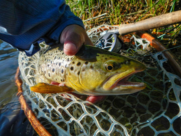 istock Brown Trout Catch and Release Fly Fishing 1169265385